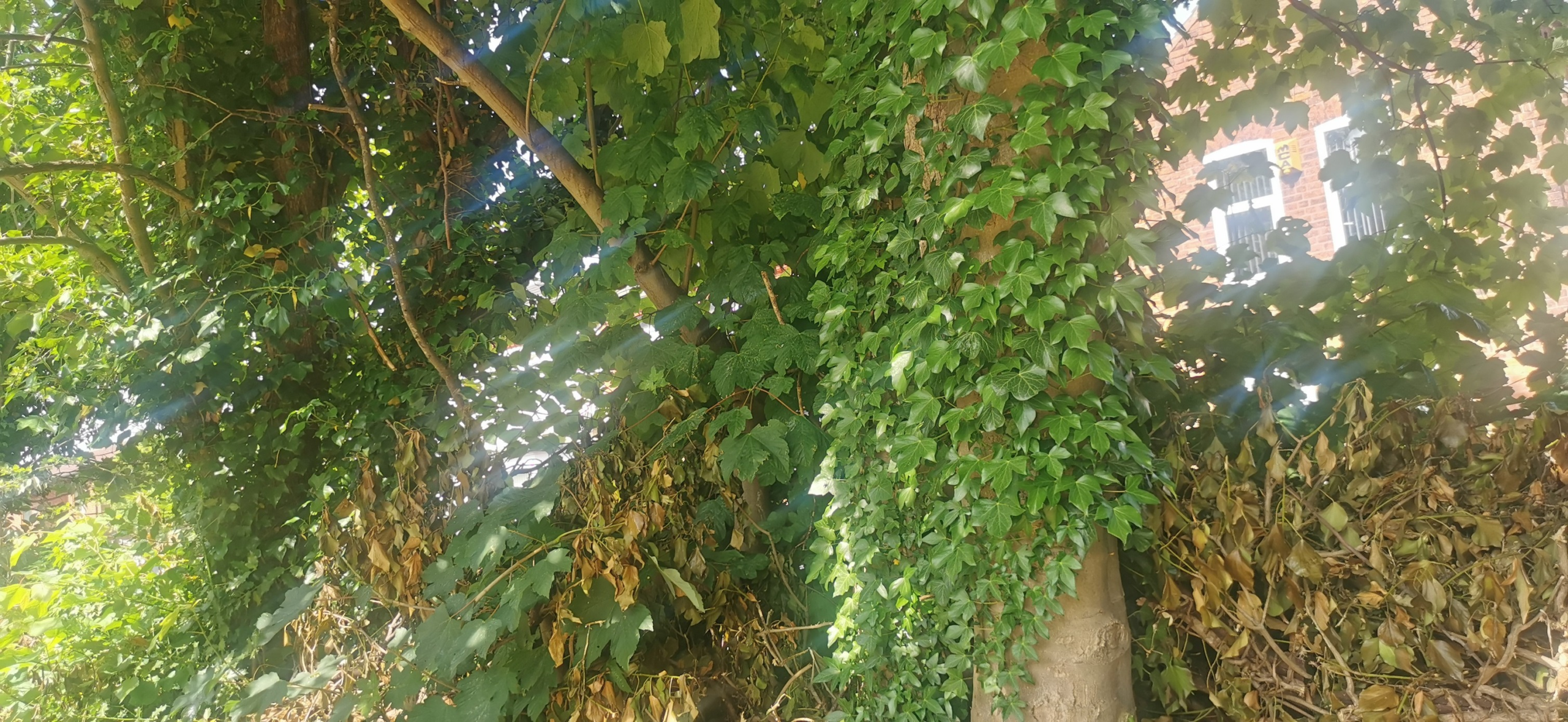 Community Gardening Initiatives